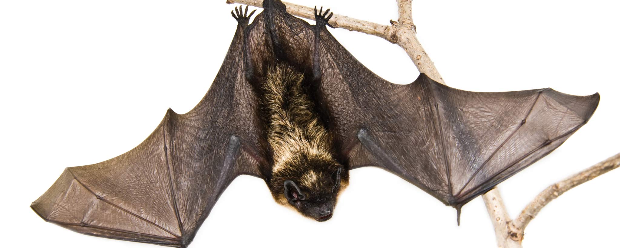 A small brown bat hanging upside down on a branch