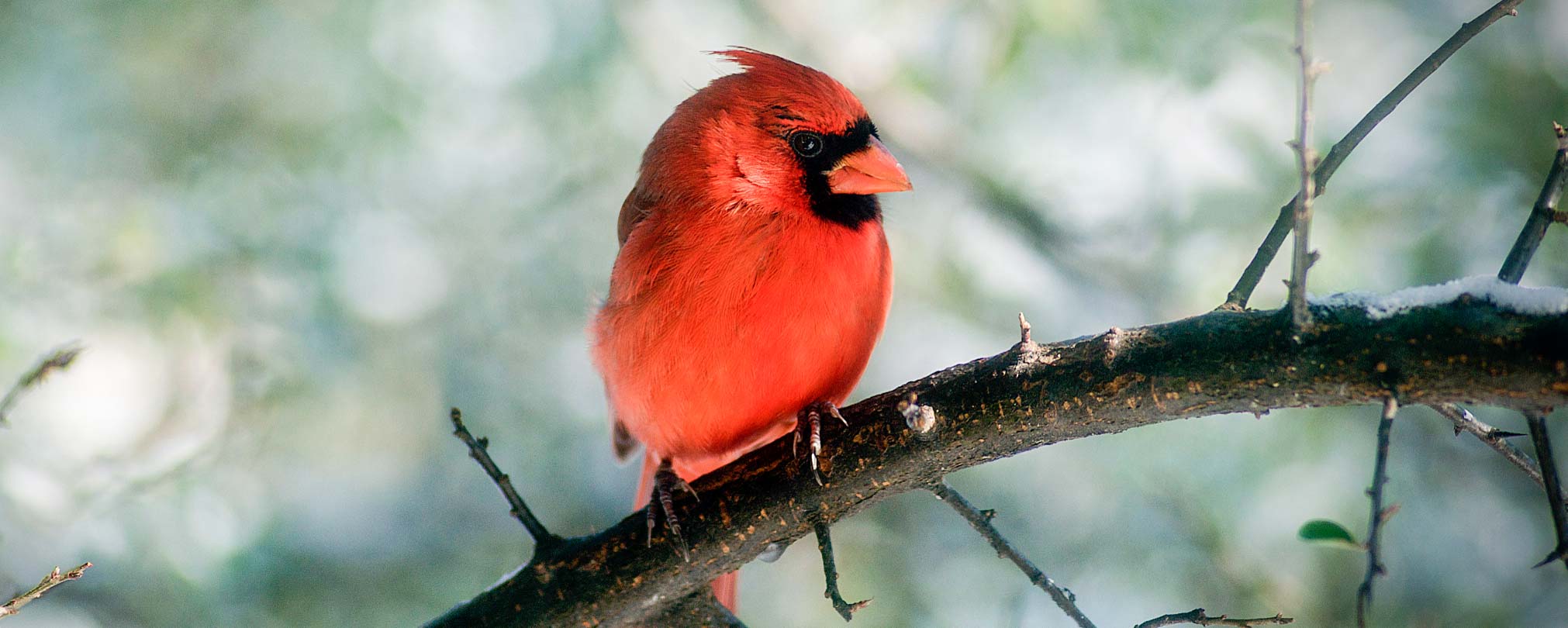 Cardinal on branch in winter