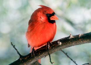 Northern cardinal
