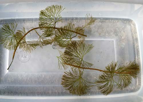 Cabomba, Fanwort
