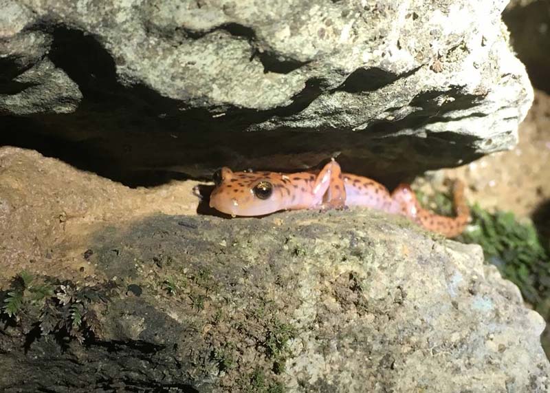 Salamander in the cave