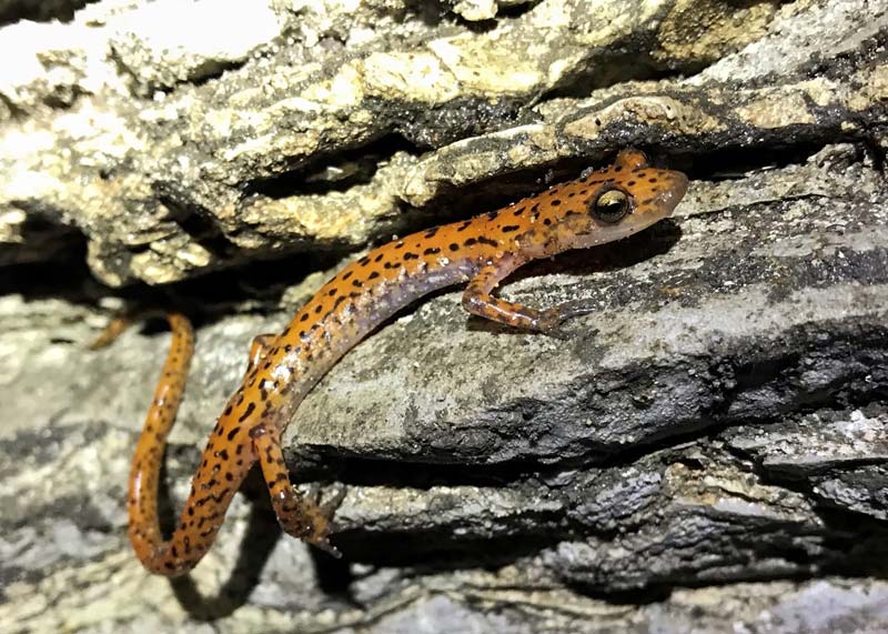 Salamander in the cave