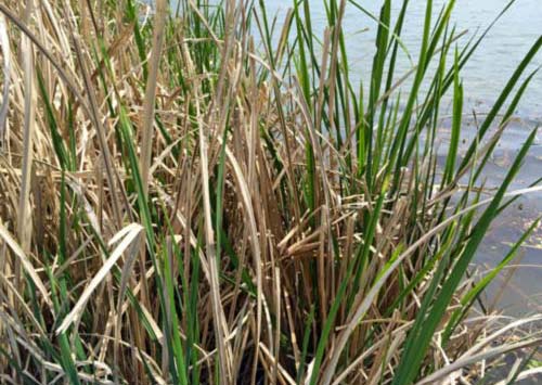 Giant Cutgrass