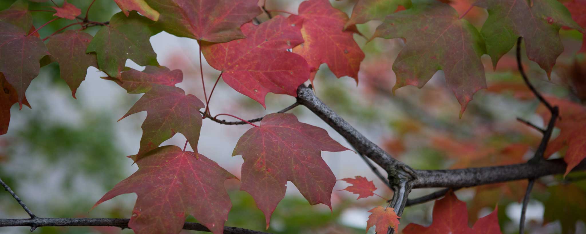 Fall Leaves