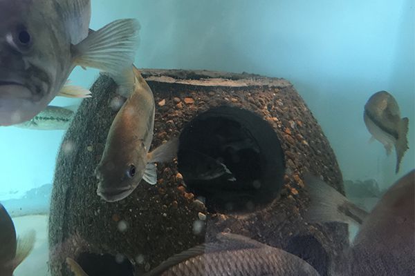 Fish in Ball