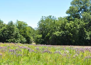 field of grass