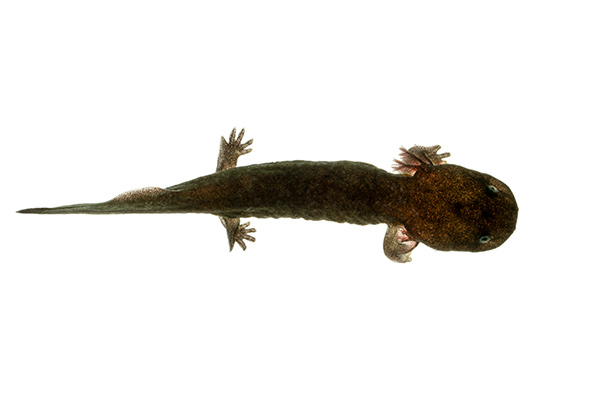 Hellbender