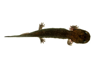Hellbender