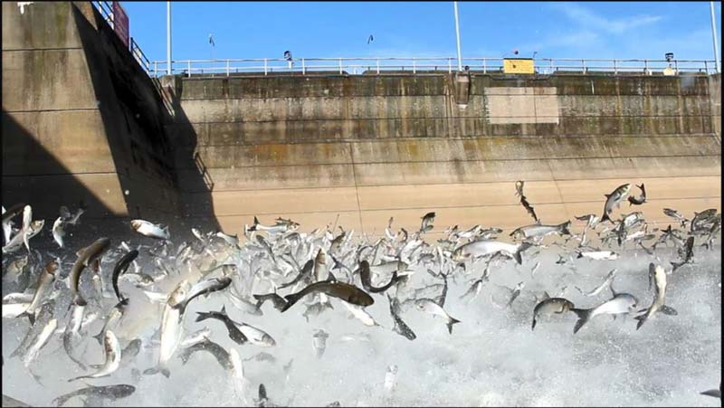 Silver Carp Jumping in TN river