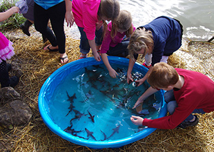 Kids studying sturgeon