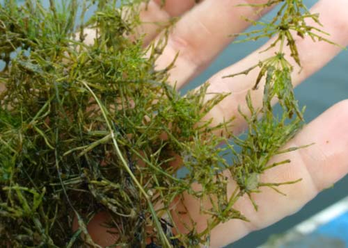 Muskgrass
