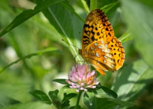 butterfly