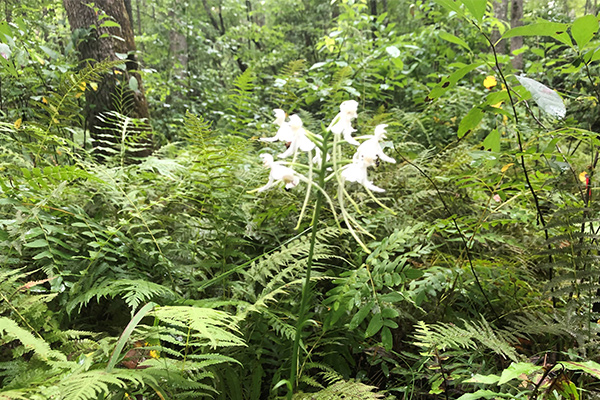 cluster of white flowers