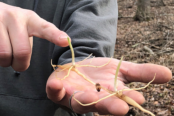 A hand holding the roots of an orchid in the woods