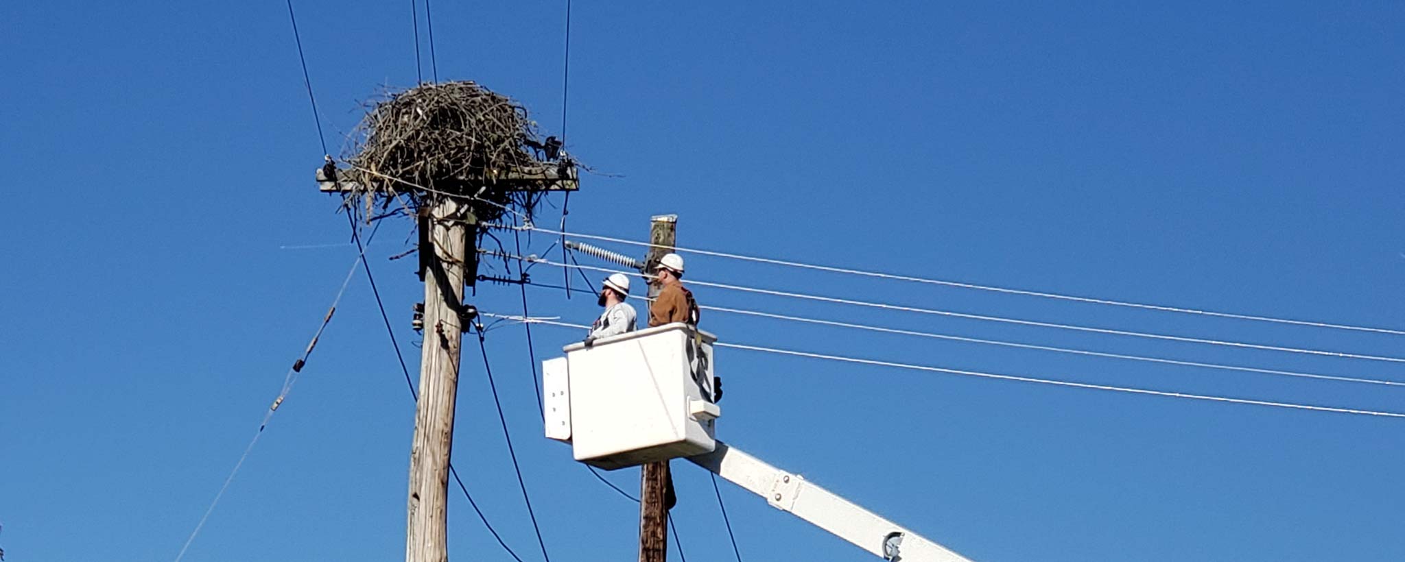 Crews move the 'Taj Mahal' of osprey nests to a safer location