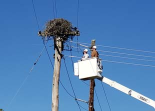 Crews move the 'Taj Mahal' of osprey nests to a safer location