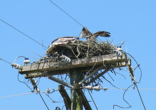 osprey nest on an electric pole