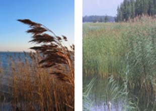 phragmites