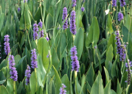Pickerelweed