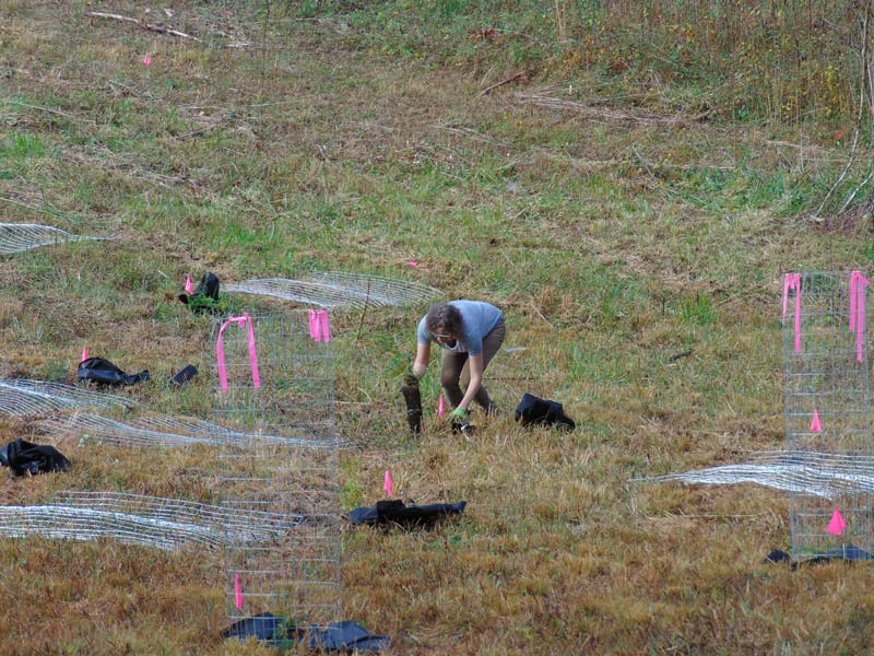Woman planting Hemlocks