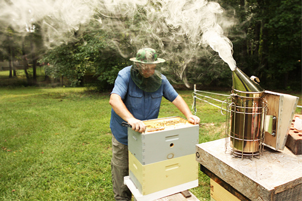 Bee keeper swiping the bees into a swarm box 