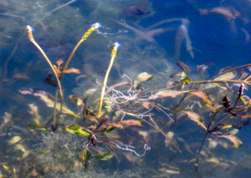 American Pondweed