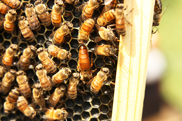 Bees