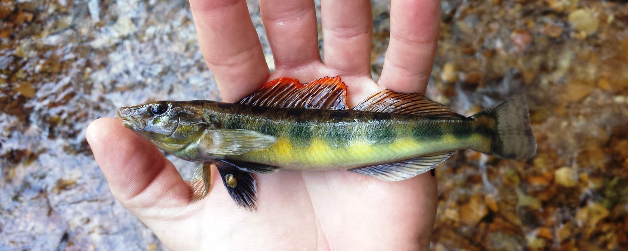 Tennessee Logperch Fish