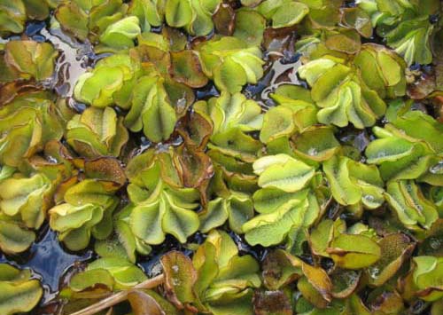 Giant Salvinia