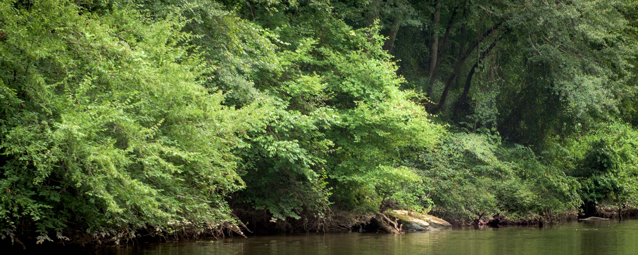 stream bank with trees