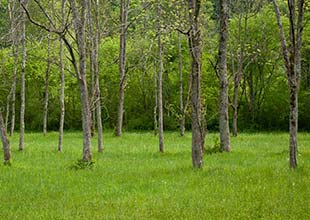 Scenic view of a green forest on a spring day