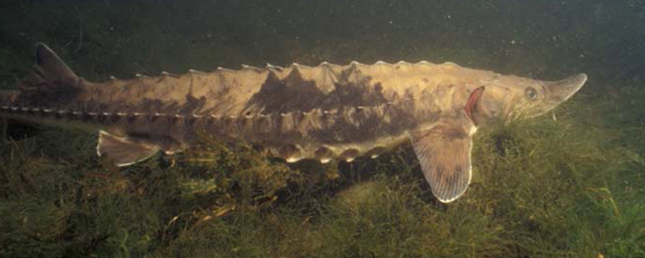 Large beluga sturgeon in lake