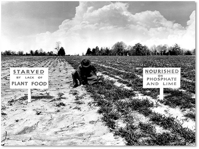 Farmer fertilizing the farm