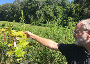 Dr. Scott Schlarbaum inspects a red oak sapling at the Norris Dam Reservation
