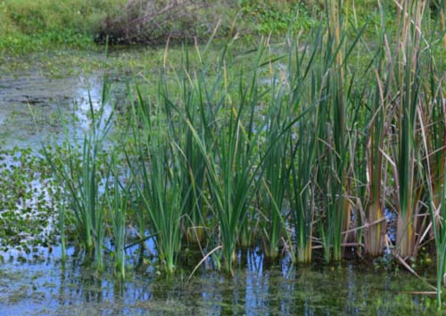 Common Cattail
