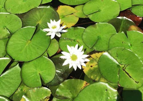 Fragrant Water Lily
