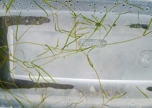 Slender Pondweed
