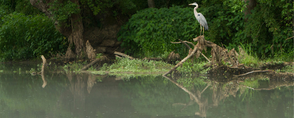 heron by water
