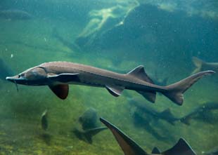 Lake Sturgeon