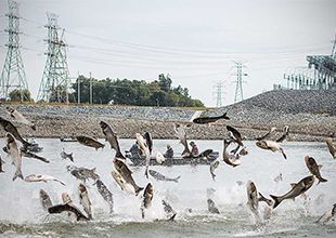 Asian carp