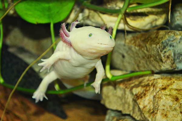 Axoloos