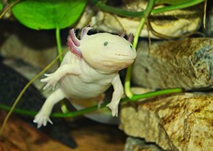 Axolotls a Mexican salamander