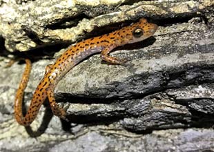 Salamander in the cave