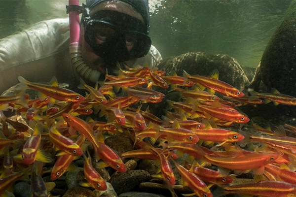 aquatic life