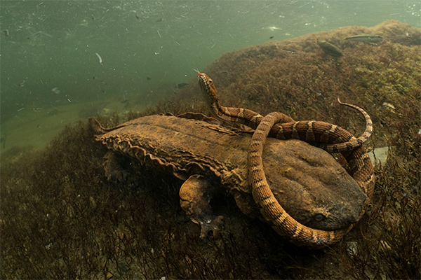 Aquatic species under water 