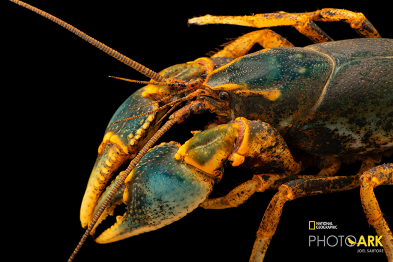 Linear Cobalt Crayfish