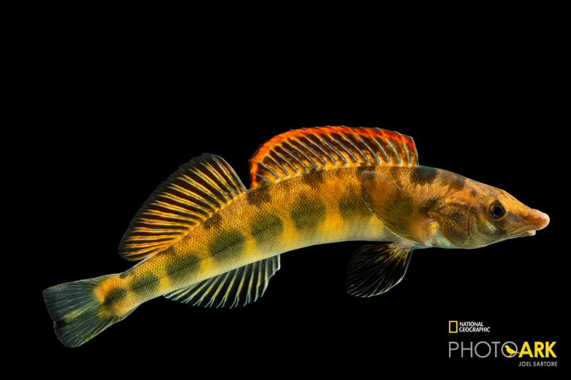 Tennessee Logperch