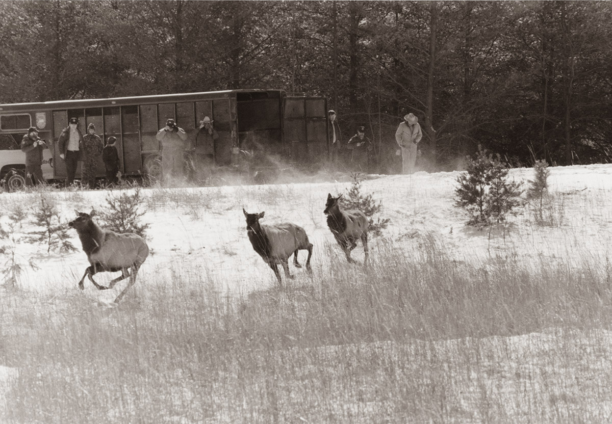 Elk Release
